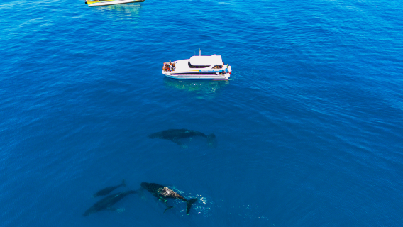 2 hr whale watching cruise from Hillarys boat harbour in Perth