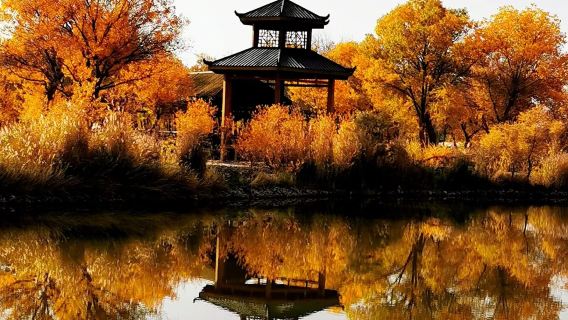 新疆喀什+澤普金湖楊國家森林公園1日，包車不含門票