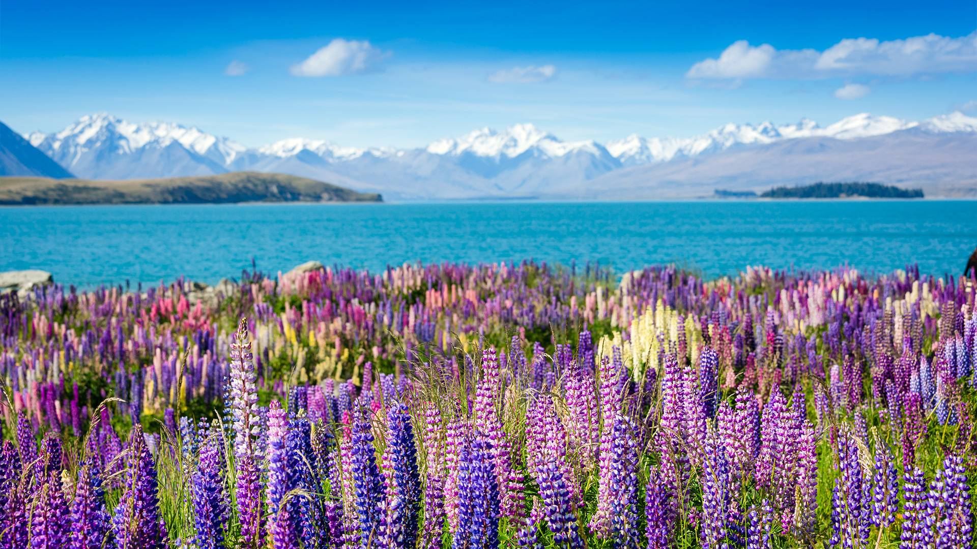 South Island bus day tour in New Zealand: Christchurch - Tekapo - Mount Cook - Queenstown (one-way)