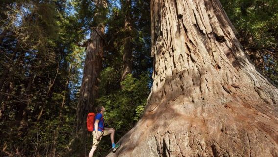perjalanan satu hari ke Taman Nasional Yosemite & Hutan Sequoia (Berangkat dari San Francisco)