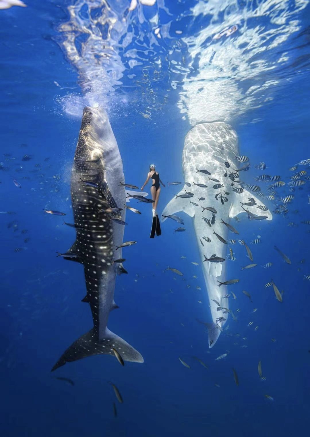 Oslob Whale Shark Watching + Moalbo Sardine Safari from Cebu, Philippines