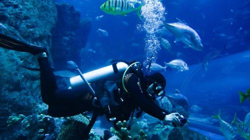 Dubai Attraction: Dubai Aquarium & Underwater Zoo Day Tours 9