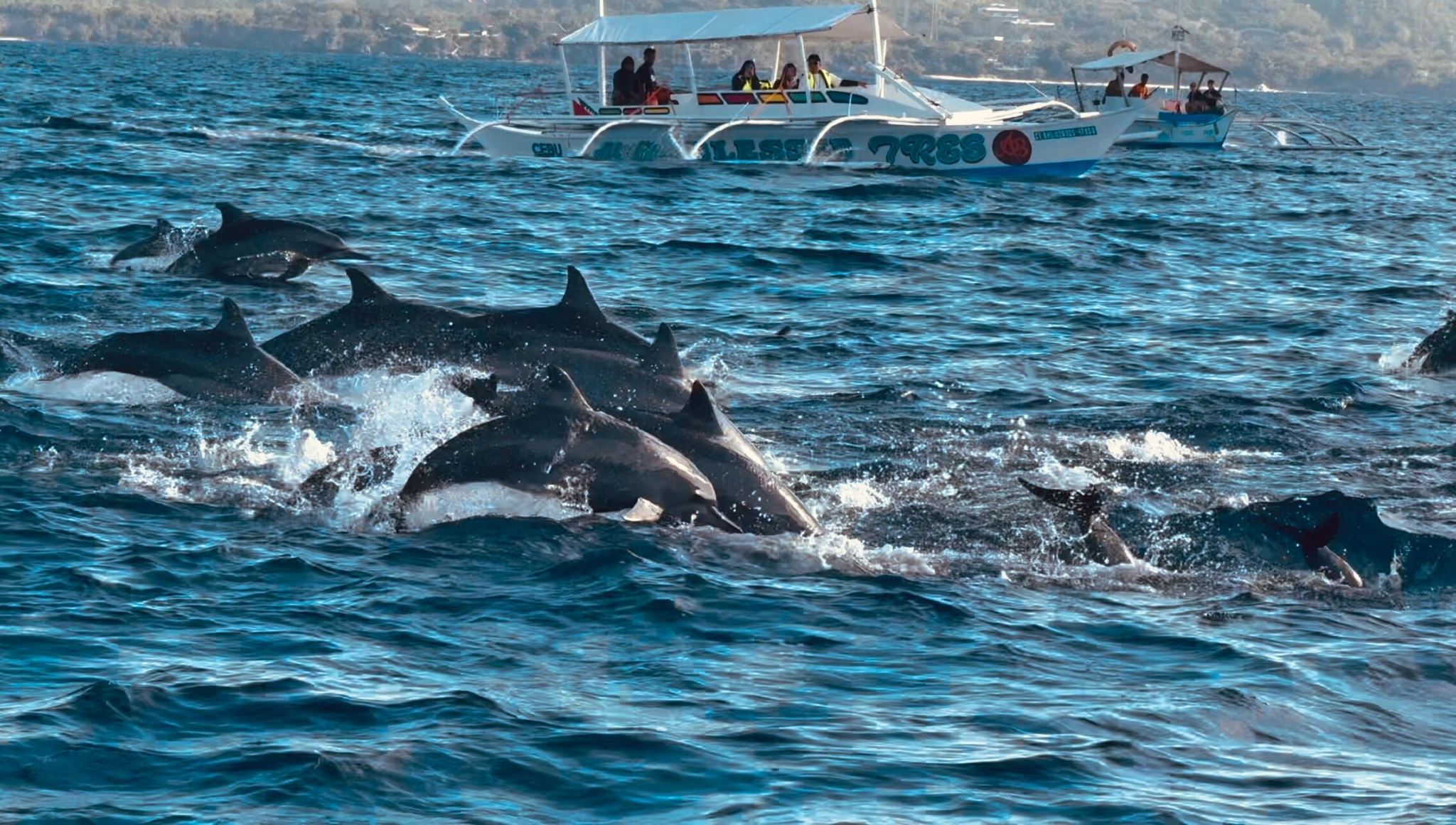 Bohol island hopping dolphin watching + Balicasag Island snorkeling + sardine run snorkeling|round-trip transfer