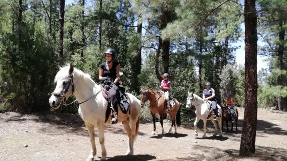 Teneriffa: Geführte Reittour zum Lomo-Wald