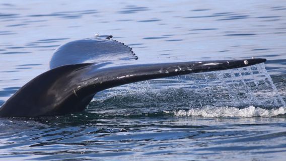 Reikiavik: Excursión de avistamiento de ballenas y exhibición de ballenas