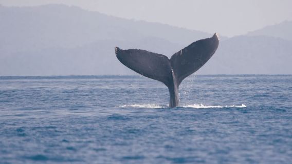 Uvita: Lawatan Menonton Paus Taman Negara Marino Ballena