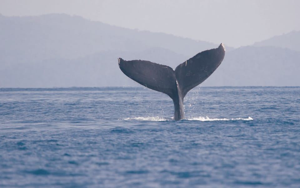 ウビタ：マリノ・バジェーナ国立公園ホエールウォッチングツアー