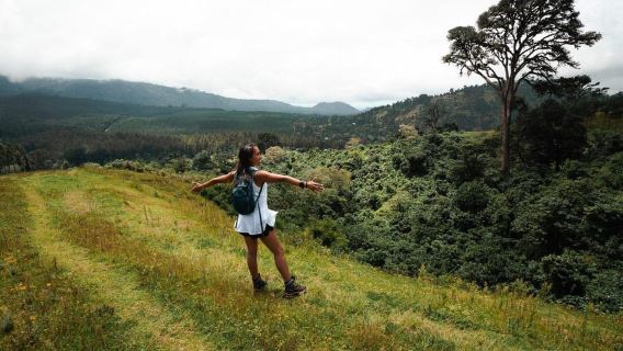 Kinuka Mori: Cultural and Nature day Trip with Lunch