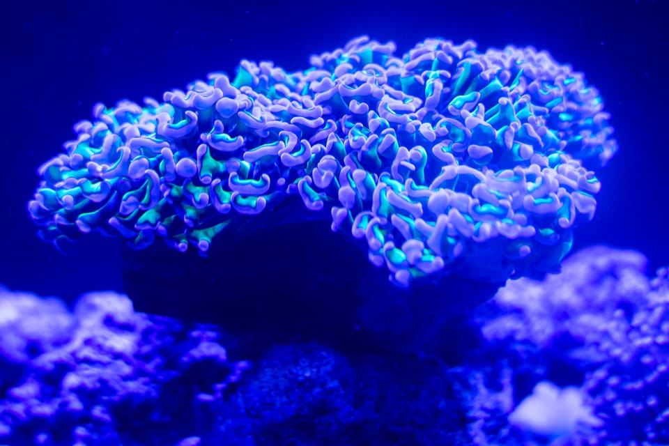 Benalmadena Aquarium Visit