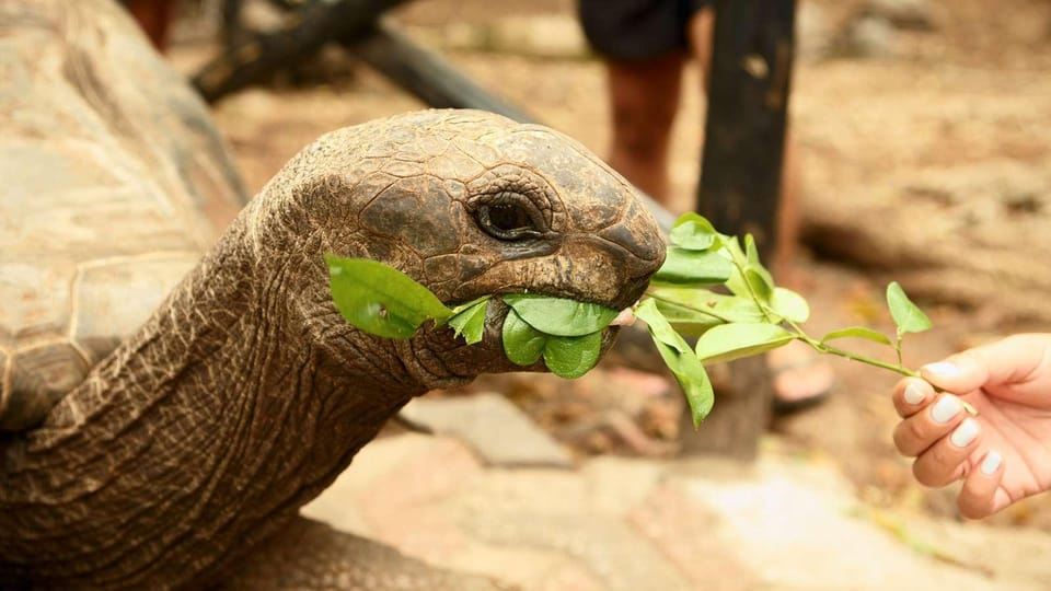 Zanzibar: tour giornaliero all'isola della prigione