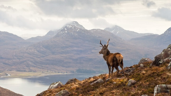 North Highlands Tour from Inverness (Applecross + the famous NC500 loop)