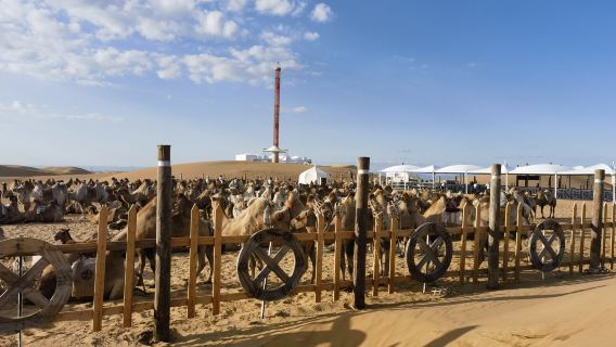 【晚出發、8人小團】響沙灣一日遊