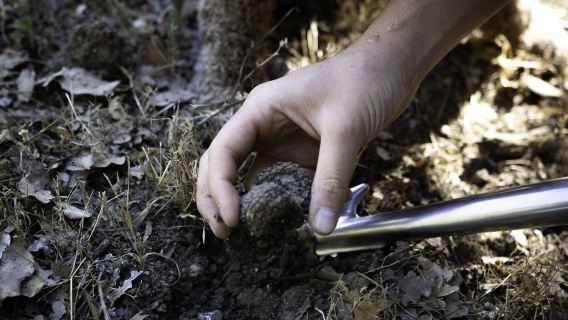 Tuscany Truffle Lunch & Hunting