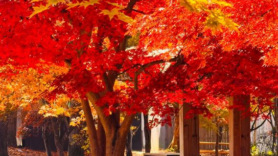 Layanan bus pulang pergi Seoul ke Pulau Nami: Stasiun Universitas Hongik / Pusat Seni Namsan / Taman Sejarah & Budaya Dongdaemun