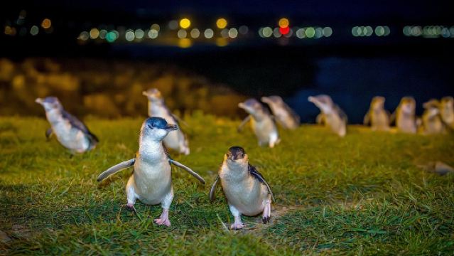 New Zealand - Lawatan Sehari Queenstown + Tasik Wakatipu + Walter Peak Farm + Arrowtown