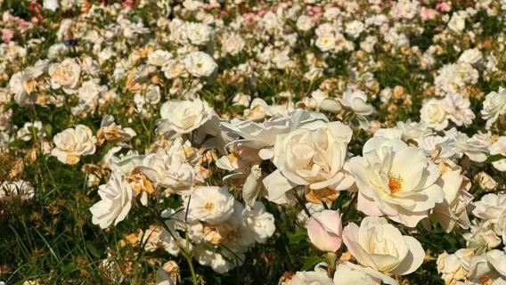 【オークランド都市ランドマーク巡り】ワンツリーヒル+スカイタワー+クイーンストリート10時間専用車ツアー