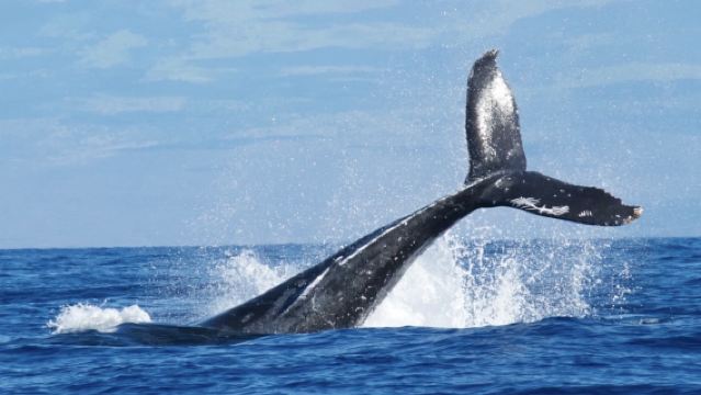 雷克雅維克--賞鯨--藍湖溫泉