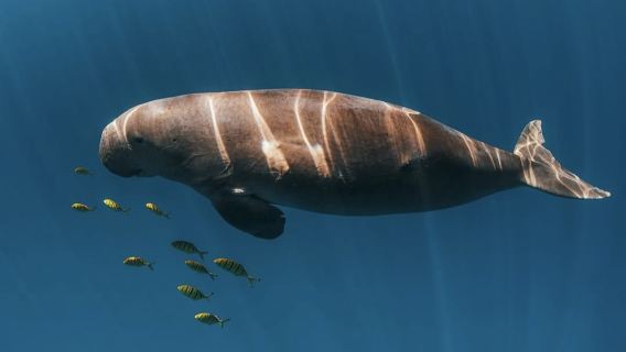 Excursion d'une journée pour observer les dugongs à Coron, Philippines | Snorkeling/Apnée | Déjeuner et transfert inclus