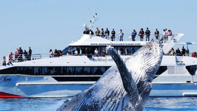 Brisbane: Crociera per l'avvistamento delle balene + Pranzo
