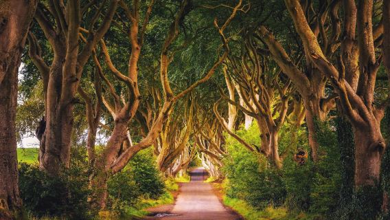 1-day tour to Giant's Causeway and The Dark Hedges in the UK [Game of Thrones filming locations | English tour]