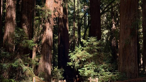 Round-trip from San Francisco: Muir Woods + Sausalito + Alcatraz Island day tour