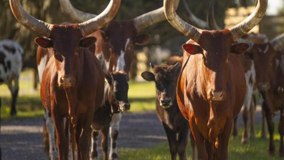 Central Florida Everglades and Safari Park - Ultimate All-Inclusive Tour with Hotel Pick-Up