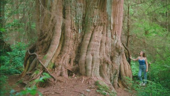 Ancient Trees of Vancouver Walking Tour