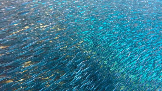 Scuba Diving для начинающих — опыт не требуется, бесплатные видео