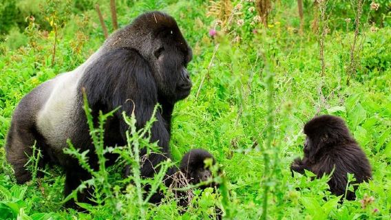 KigaliTours