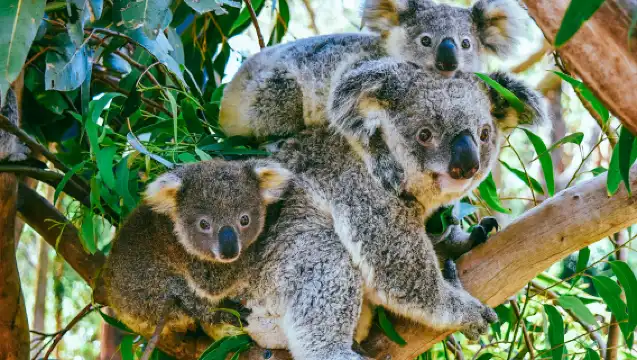 雪梨藍山國家公園+動物園一日遊