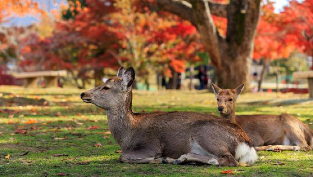 Tour di un giorno da Osaka con andata e ritorno: Sentiero del bambù di Arashiyama a Kyoto + Santuario di Fushimi Inari-taisha + Parco di Nara