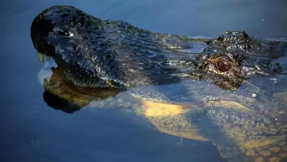 Airboat ride through the New Orleans wetlands