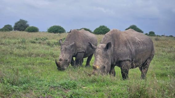 5 Hours Nairobi National Park Game Drive Tour 4x4 Open Roof