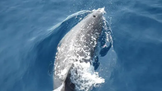 골든 비치에서 크루즈를 타고 플라브니크 섬을 탐험하세요