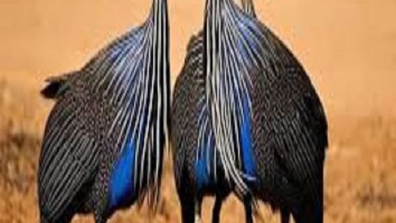 #1-Perjalanan Hari Safari Besar Taman Nasional Mkomazi Tanzania