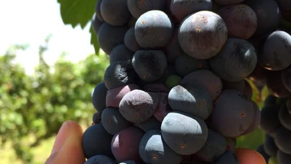 Tour+ Cata 3 vinos / Tour + 3 wine tasting