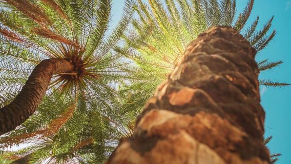 Rethymno Bali/Panormo: Palmenstrand Preveli – Wasserfall – Kloster