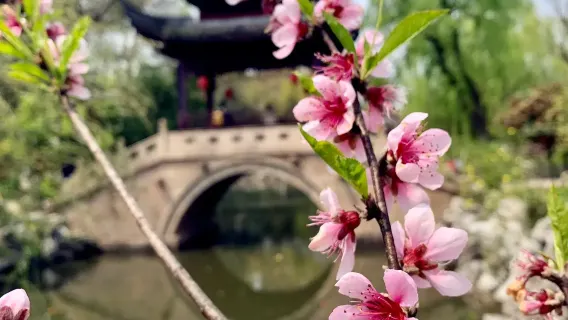 Thượng Hải Đại Quan Viên + Cổ trấn Chu Gia Giác [Tour 1 ngày thuê xe riêng vùng sông nước Giang Nam]