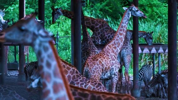 Bangkok Safari World One-Day Tour with Transfer Service