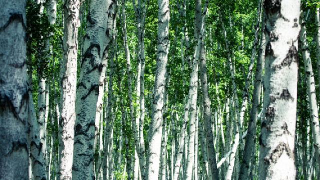 漠河|白樺林+北紅村一日遊【可定制，包車8小時】