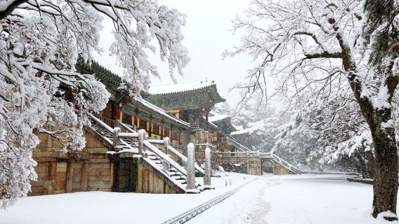 Gyeongju Half Day Highlight Tour: Bulguksa + Hwanglidangil (Daereungwon Tomb Complex/ Cheomseongdae) + Gyeongju National Museum (From Busan)