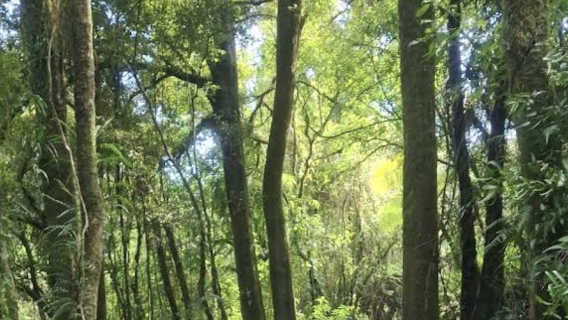 新西蘭奧克蘭+哈比村+陶朗加水上樂園【中文專車-愜意舒適】