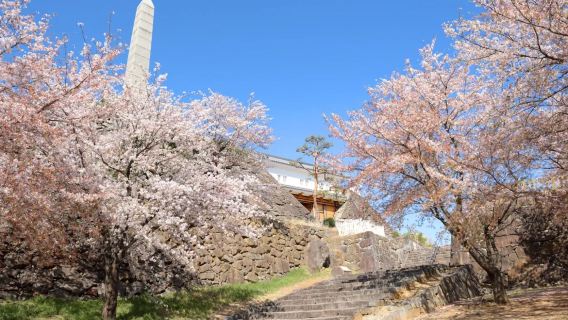 YokaBus Fukuoka Famous Cherry Blossom Spots & Night Viewing Tour