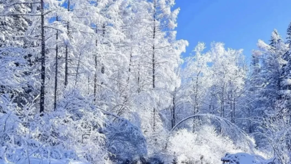 Winter-exclusive day tour: Drift through misty rime wonderland and ski at snow-covered slopes