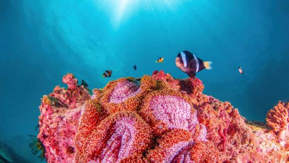 錯峰出遊丨專車小團丨三亞蜈支洲+景點定制 【上門接送】
