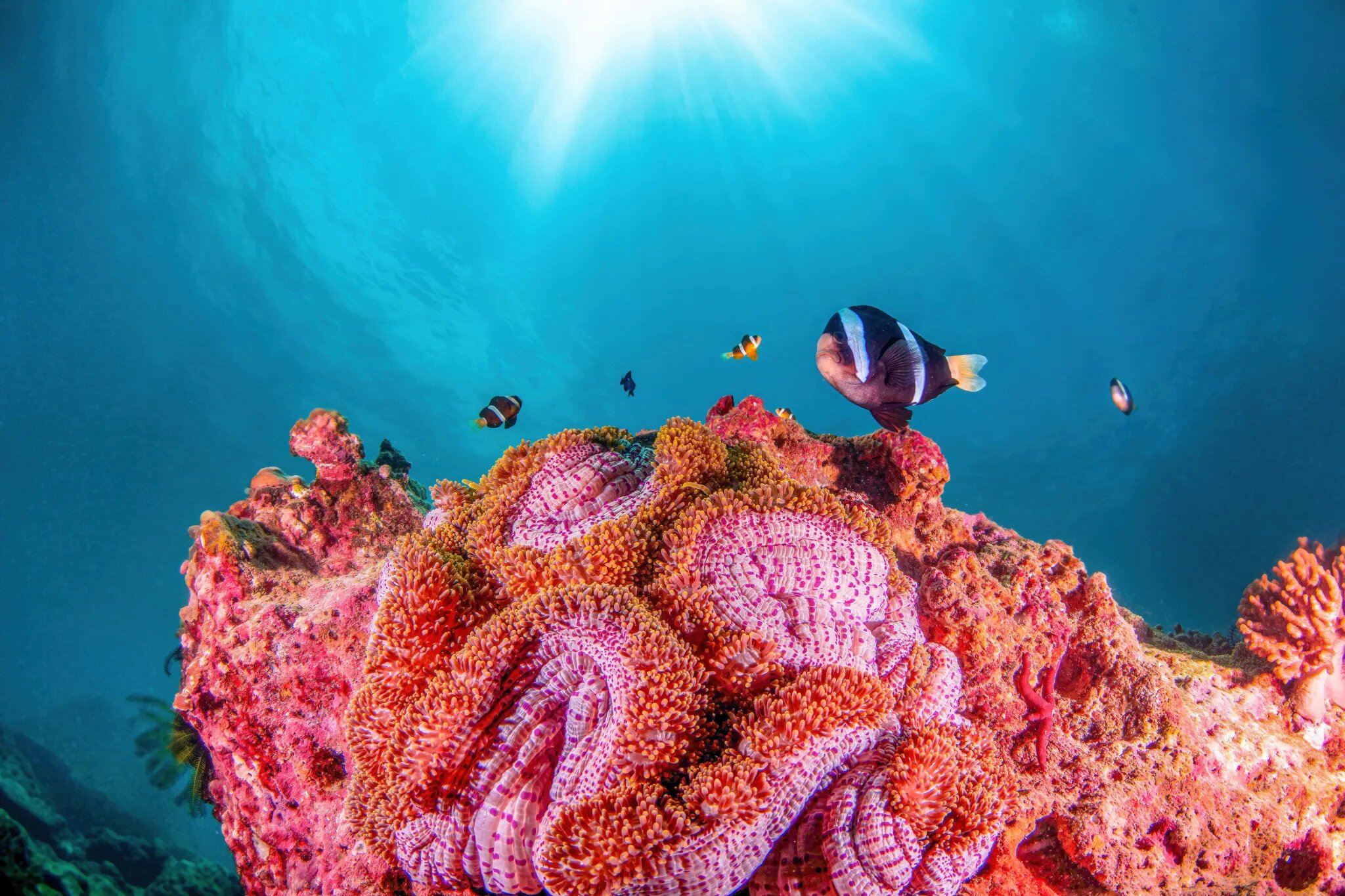 錯峰出遊丨專車小團丨三亞蜈支洲+景點定制 【上門接駁】