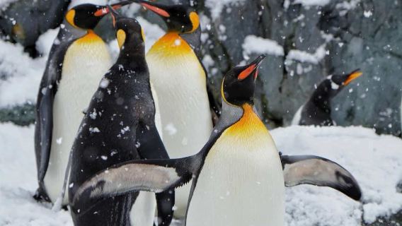 Hokkaido Asahiyama Zoo, Shirogane Blue Pond (Aoiike), and Panoramic Flower Gardens Shikisai-no-oka Snow Day Tour