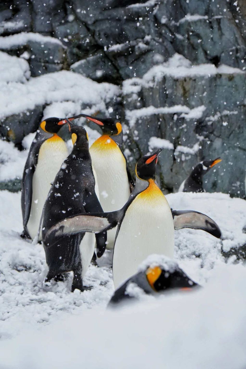 Hokkaido Asahiyama Zoo, Shirogane Blue Pond (Aoiike), and Panoramic Flower Gardens Shikisai-no-oka Snow Day Tour
