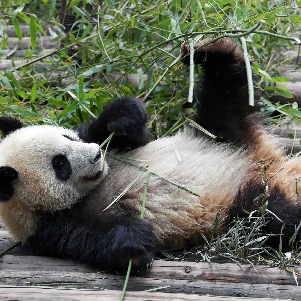 Dujiangyan + Panda Valley + Zhongshuge + Yangtianwo Square Private