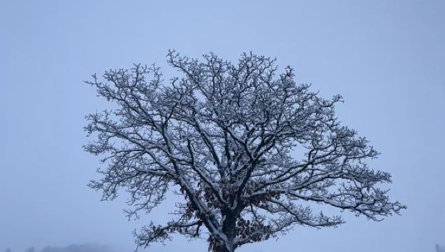 北海道美瑛富良野七星之樹-富田農場-森林精靈陽台一日遊